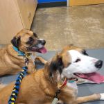 Premier Vet Care Animal Clinic