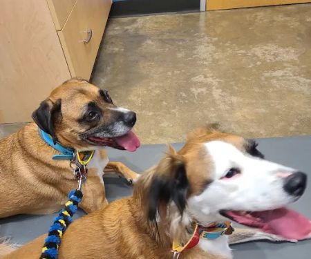 Premier Vet Care Animal Clinic