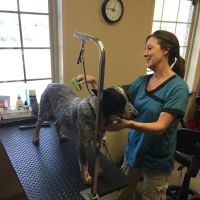 Liberty Grove Animal Hospital ico