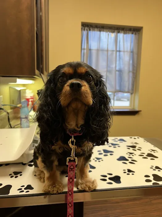Liberty Grove Animal Hospital Picture 6