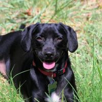 Animal Hospital of Rowlett ico