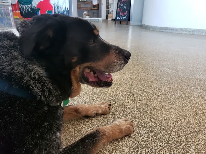 Animal Hospital of Rowlett Picture 3