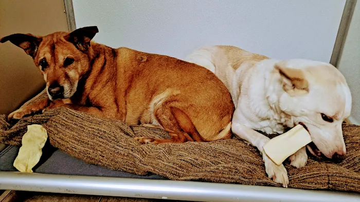 Animal Hospital of Rowlett Picture 9
