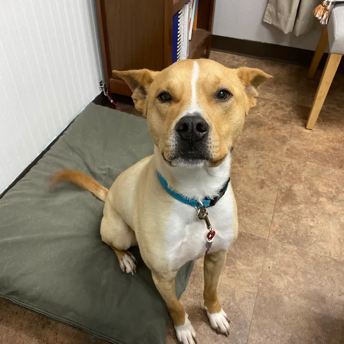 Animal Hospital of Rowlett Picture 8