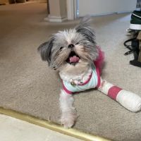 Country Brook Animal Hospital ico