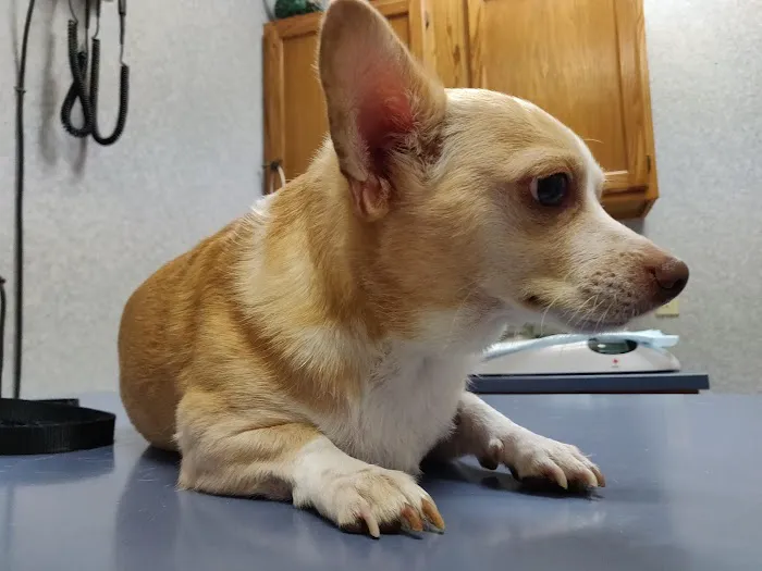 Country Brook Animal Hospital Picture 7