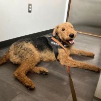 Faithful Friends Veterinary Care ico