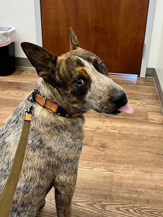 Faithful Friends Veterinary Care Picture 2