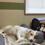 Wilson Veterinary Hospital