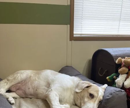 Wilson Veterinary Hospital