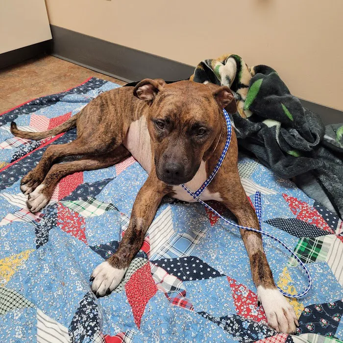 Wilson Veterinary Hospital Picture 8