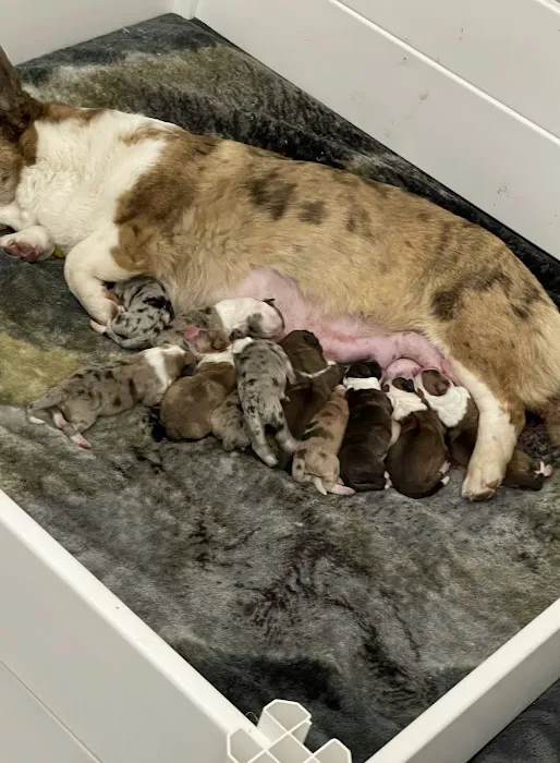 Wilson Veterinary Hospital Picture 3