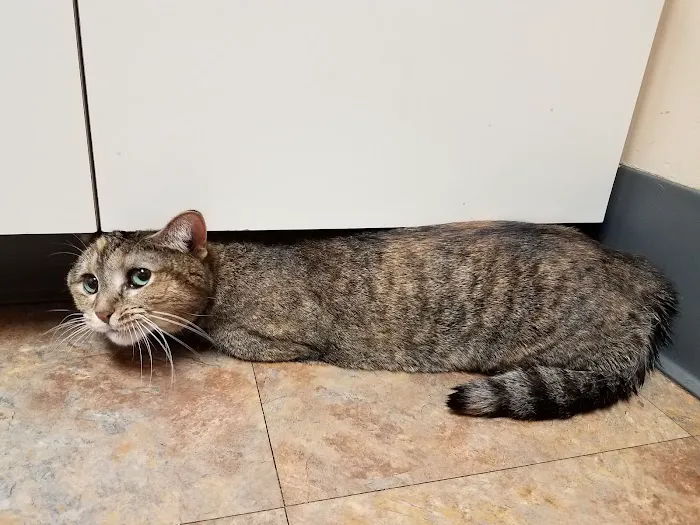 Wilson Veterinary Hospital Picture 9