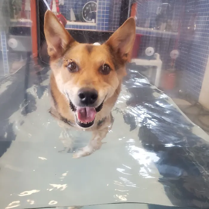 North Macomb Canine Rehabilitation & Conditioning Picture 1