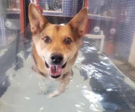 North Macomb Canine Rehabilitation & Conditioning