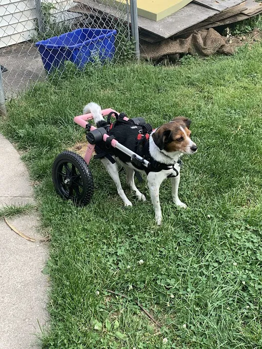 North Macomb Canine Rehabilitation & Conditioning Picture 2