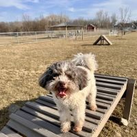 ROMEO VETERINARY HOSPITAL ico