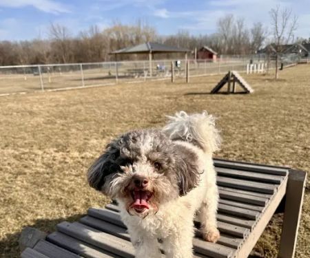 ROMEO VETERINARY HOSPITAL