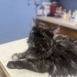 Paint Creek Animal Clinic