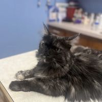 Paint Creek Animal Clinic ico