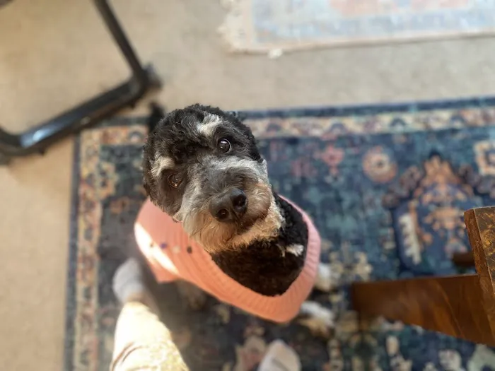 Healthy Paws Veterinary Hospital Picture 5