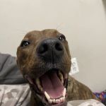 Healthy Paws Veterinary Hospital