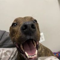 Healthy Paws Veterinary Hospital ico