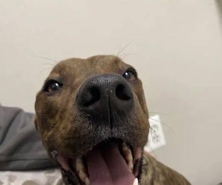 Healthy Paws Veterinary Hospital