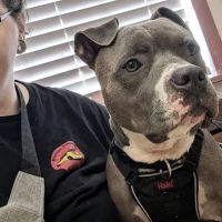 Ash Veterinary Clinic ico