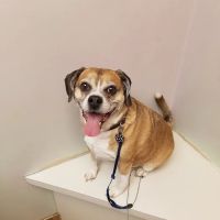 Willowood Acres Veterinary Clinic ico