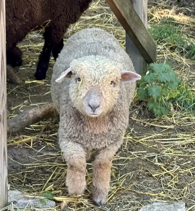 Caprine & Ewe Veterinary Consulting Picture 5