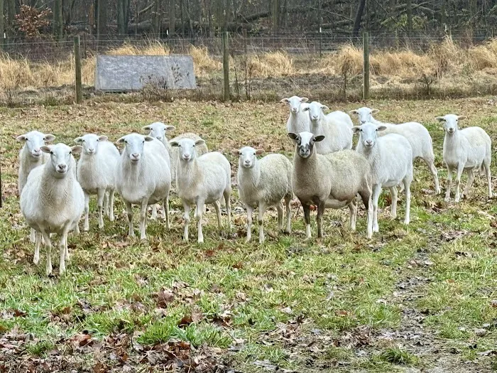 Caprine & Ewe Veterinary Consulting Picture 9