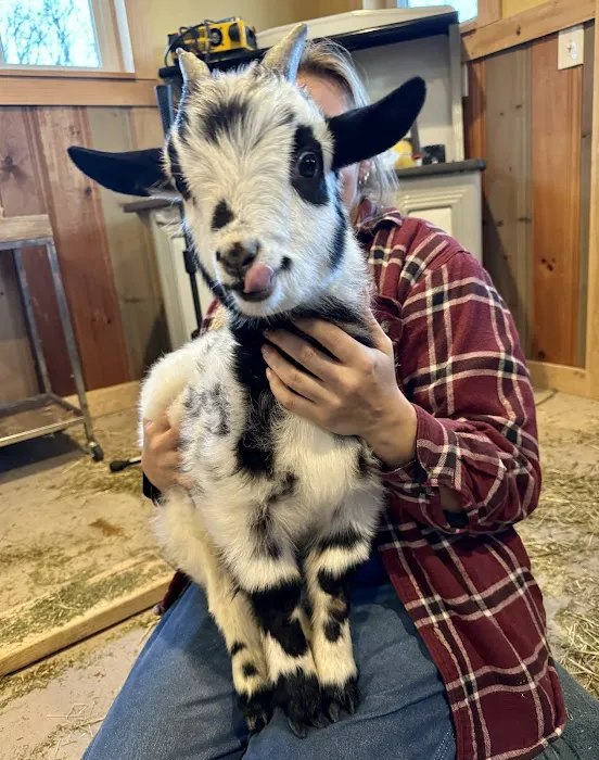 Caprine & Ewe Veterinary Consulting Picture 7
