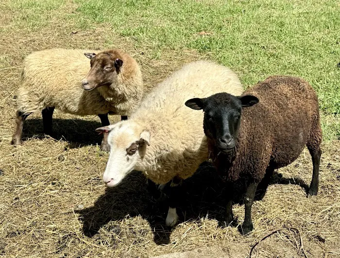 Caprine & Ewe Veterinary Consulting Picture 3