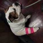 Salem Veterinary Services