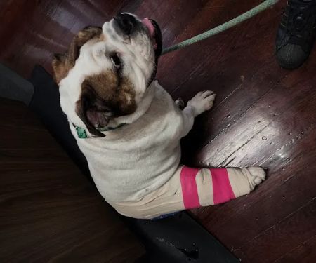 Salem Veterinary Services