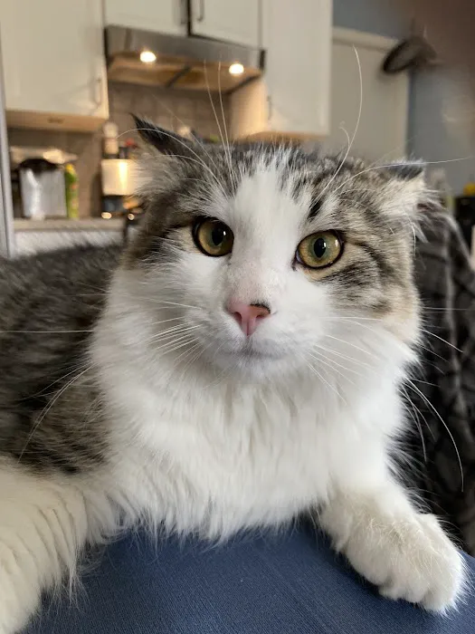 Exclusively Cats Veterinary Hospital Picture 5