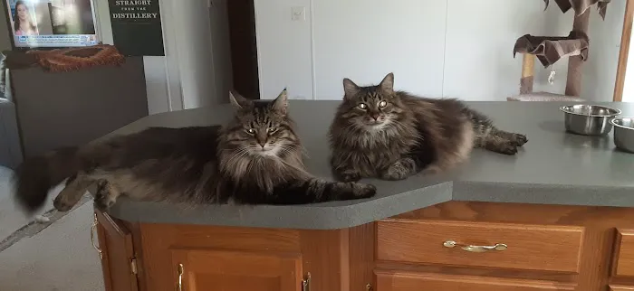 Exclusively Cats Veterinary Hospital Picture 10