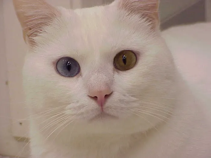 Exclusively Cats Veterinary Hospital Picture 1