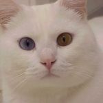 Exclusively Cats Veterinary Hospital