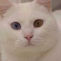 Exclusively Cats Veterinary Hospital ico