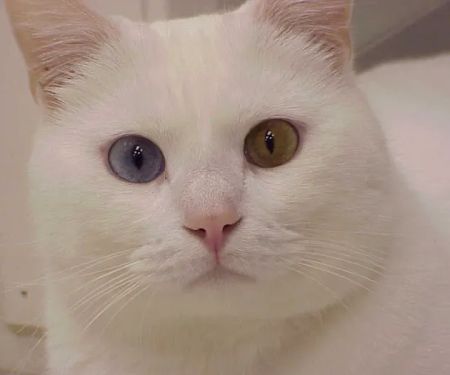 Exclusively Cats Veterinary Hospital