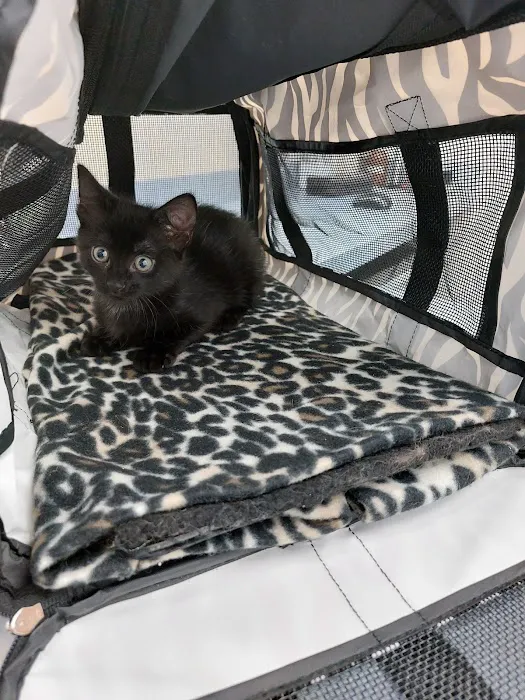 Exclusively Cats Veterinary Hospital Picture 2