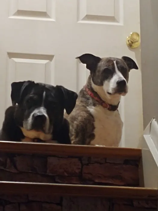 North Oakland Visiting Veterinarian Picture 5