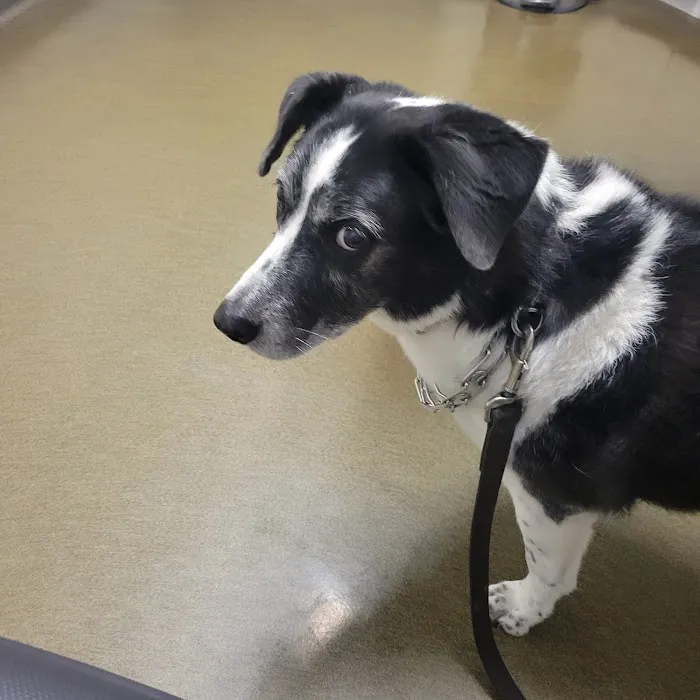 Pet Authority Animal Hospital Picture 4