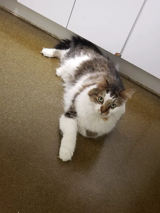 Pet Authority Animal Hospital Picture 6