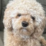 VIP Petcare Vaccination Clinic
