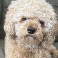 VIP Petcare Vaccination Clinic ico