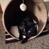 BluePearl Pet Hospital Auburn Hills ico