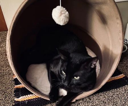 BluePearl Pet Hospital Auburn Hills